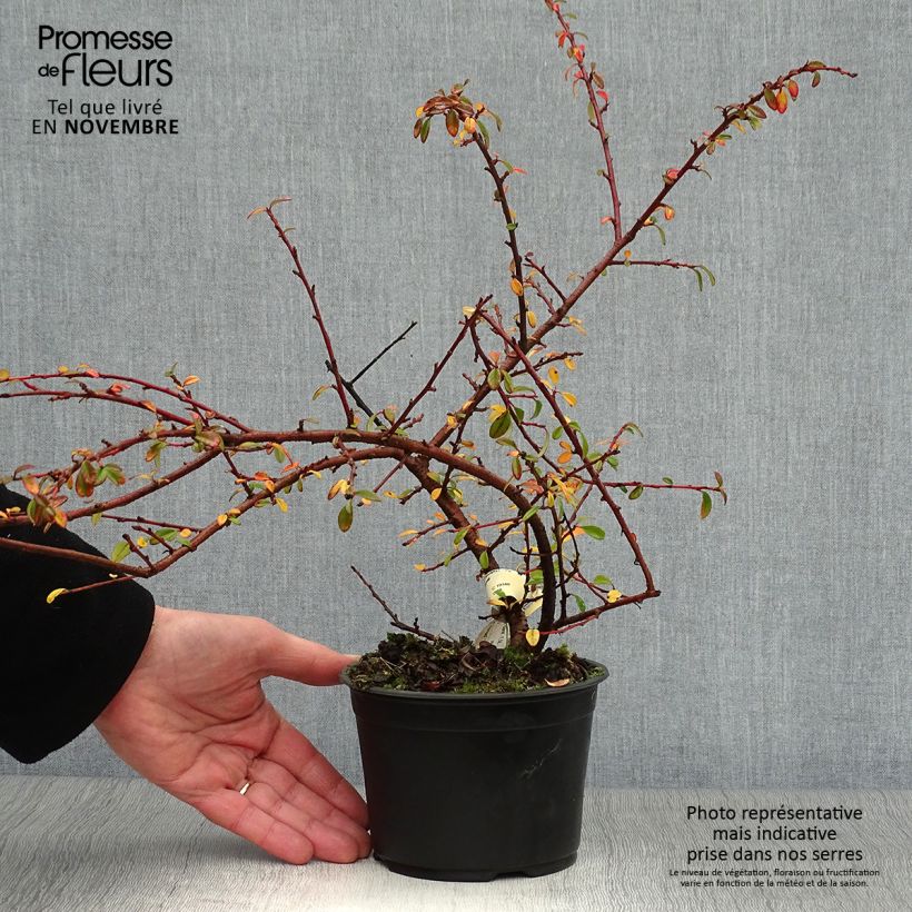 Cotoneaster Skogholm en pot de 1L/1,5L sample as delivered in autumn