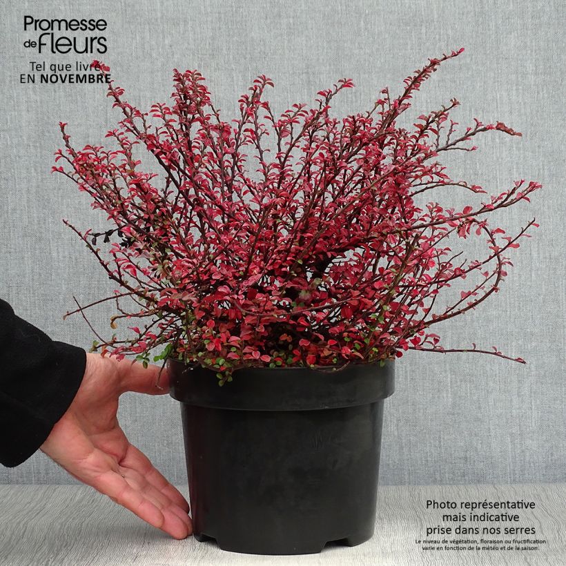 Cotoneaster adpressus Little Gem en pot de 2/3L sample as delivered in autumn