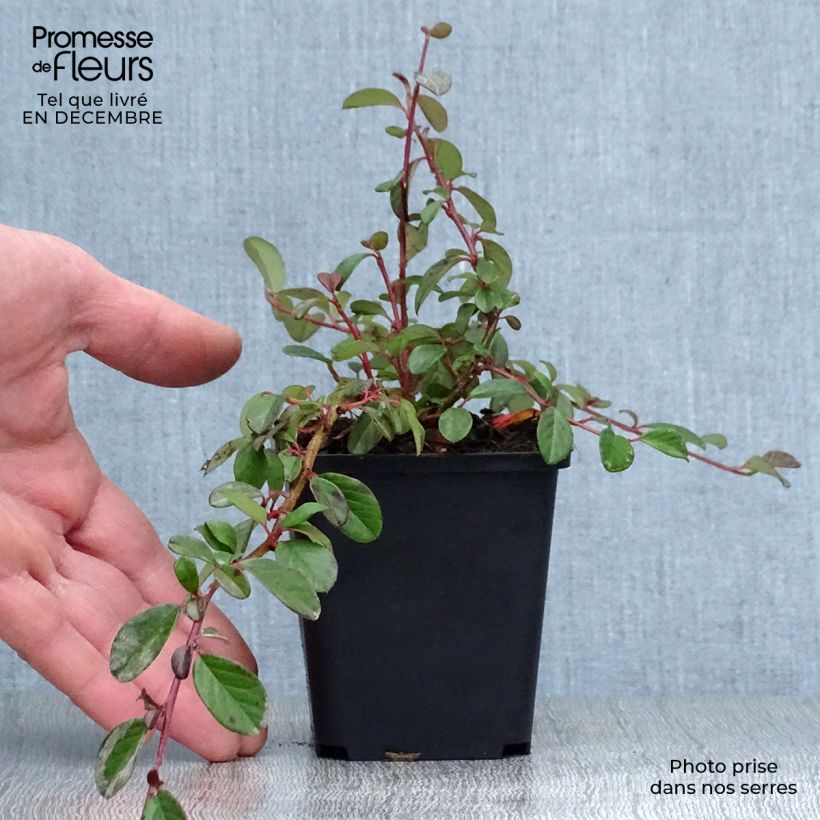 Cotoneaster dammeri - Cotoneaster de Dammer en godet de 9cm sample as delivered in winter