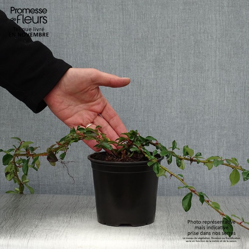 Cotoneaster dammeri Major Pot de 1L/1,5L sample as delivered in autumn