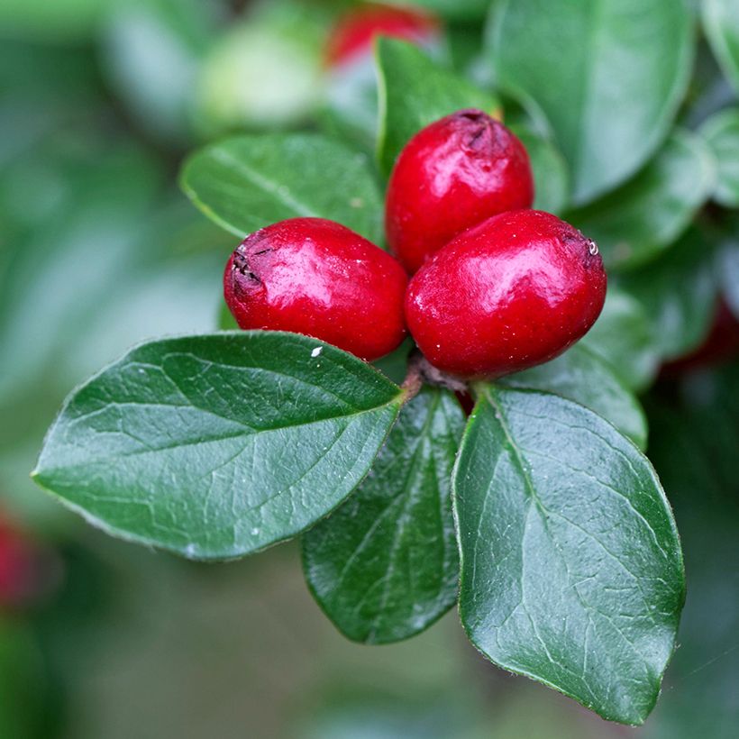 Cotoneaster divaricatus (Harvest)