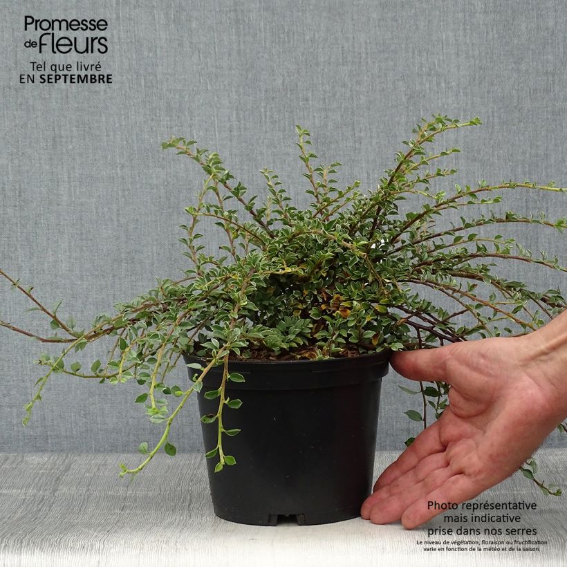 Cotoneaster horizontalis Variegatus - Cotonéaster rampant Pot de 2L/3L sample as delivered in autumn