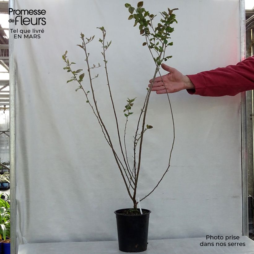 Cotoneaster lucidus  Pot de 2L/3L sample as delivered in winter