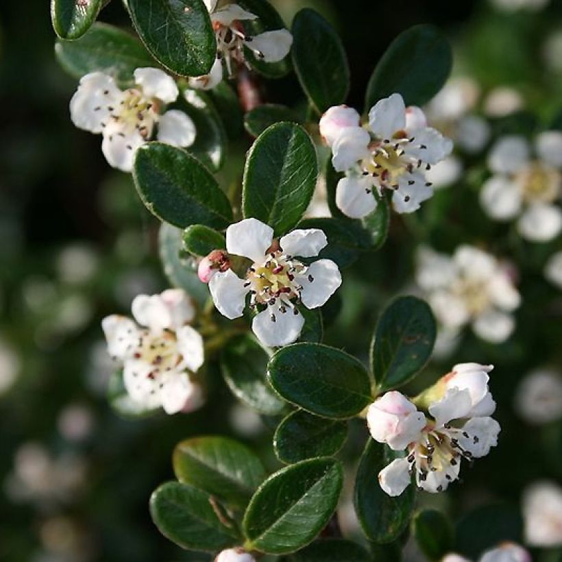 Cotoneaster dammeri Mooncreeper (Flowering)