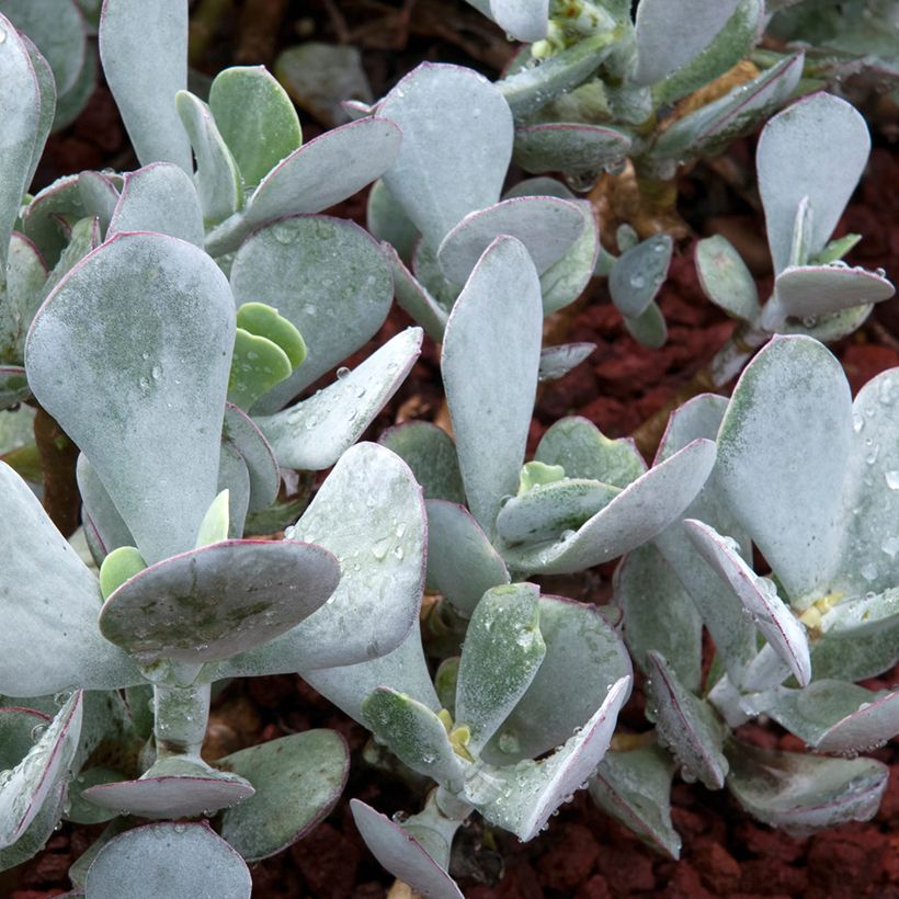 Cotyledon orbiculata Grey - Succulent (Foliage)