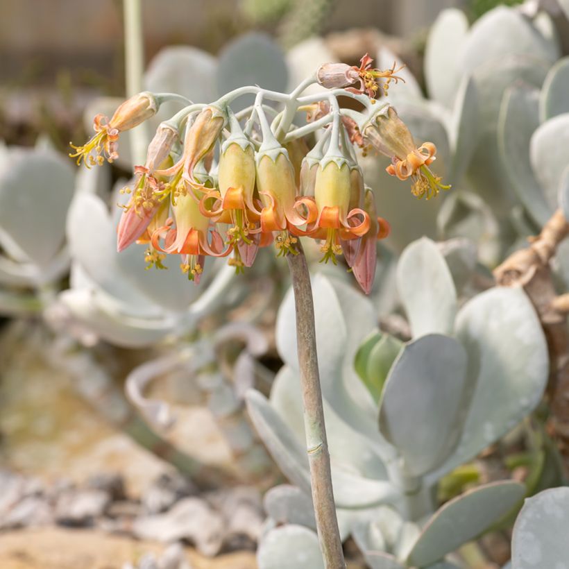 Cotyledon orbiculata Grey - Succulent (Flowering)