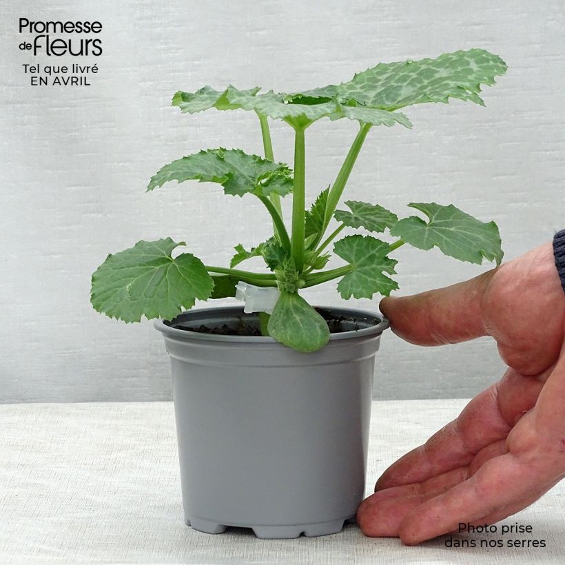 Courgette Kimber F1 en plants GREFFES en pot de 10,5 cm sample as delivered in spring