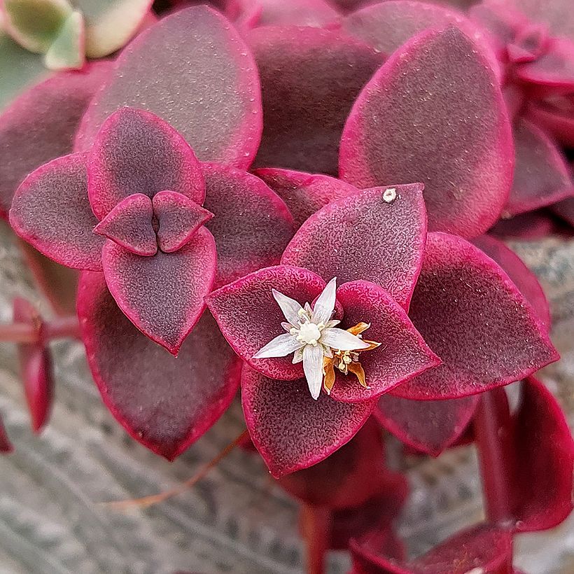 Crassula pellucida subsp. marginalis (Flowering)