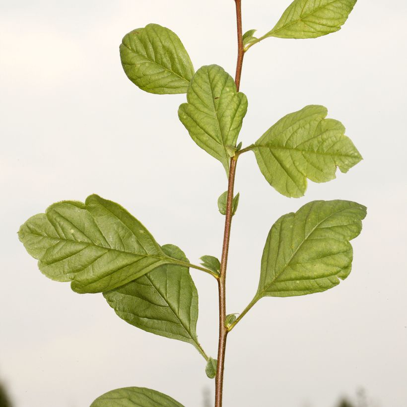 Crataegomespilus dardarii Jules d'Asnière (Foliage)