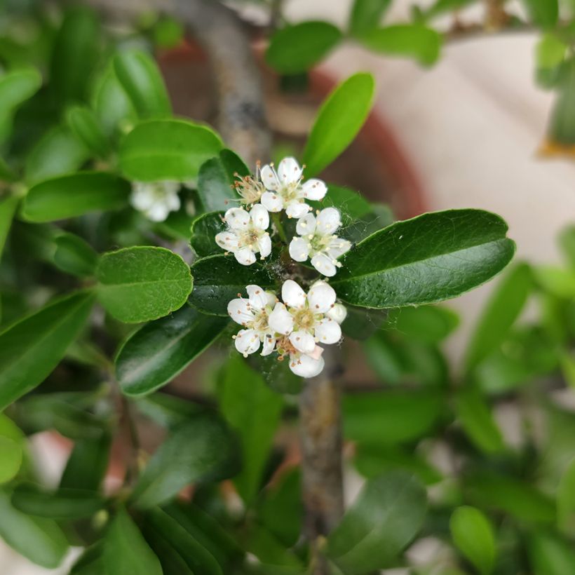 Crataegus crus-galli - Hawthorn (Flowering)