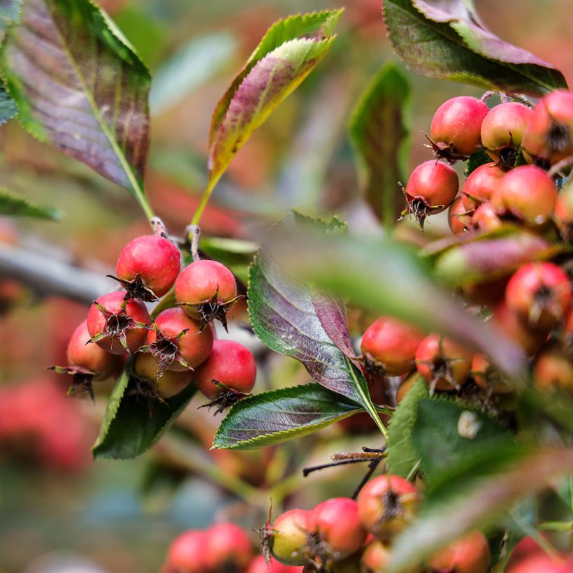 Crataegus crus-galli - Hawthorn (Harvest)