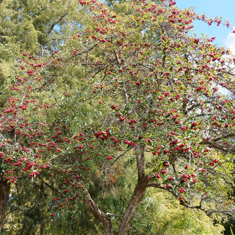 Crataegus crus-galli - Hawthorn (Plant habit)