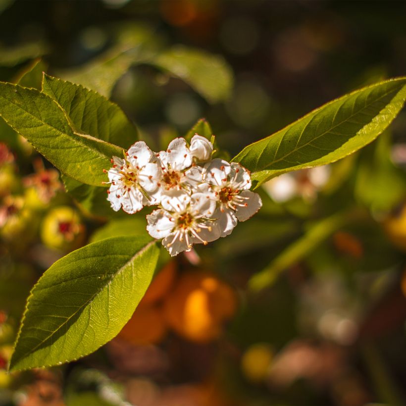 Crataegus mexicana - Manzanilla (Flowering)