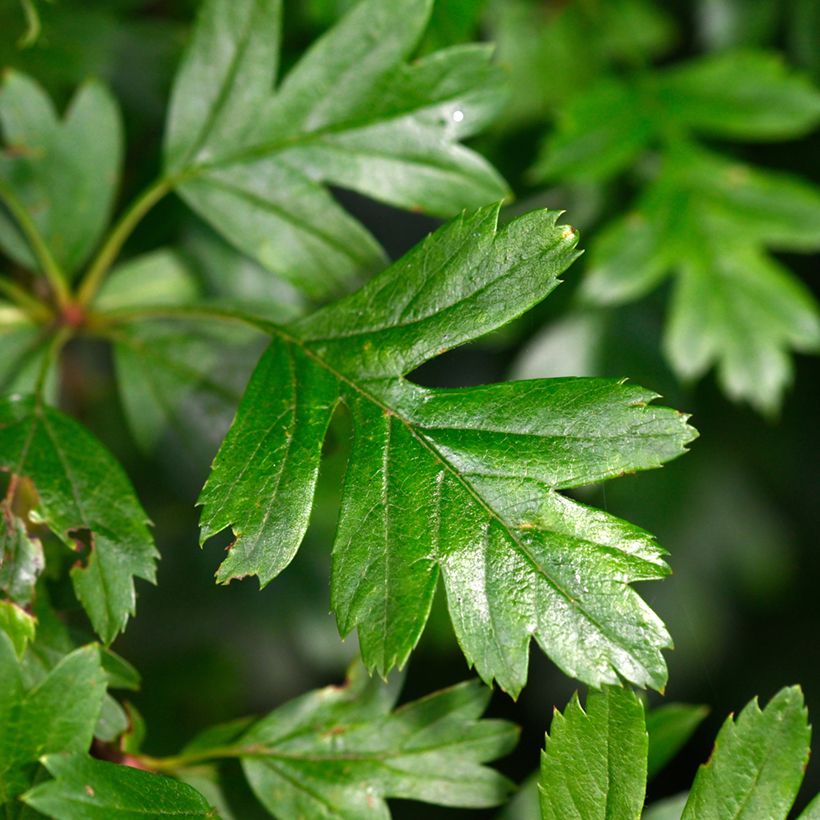 Crataegus monogyna Compacta - Hawthorn (Foliage)