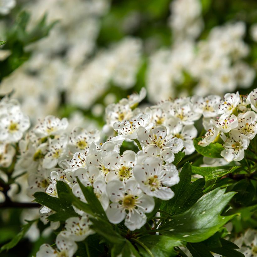 Crataegus monogyna Compacta - Hawthorn (Flowering)