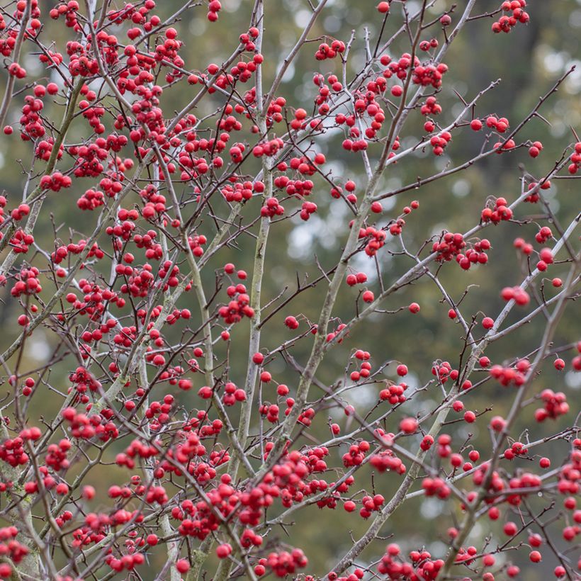 Crataegus prunifolia Splendens - Hawthorn (Harvest)