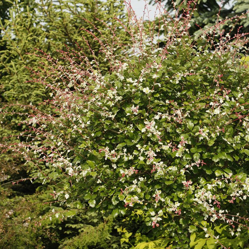 Crataegus Gireoudii - Hawthorn (Plant habit)