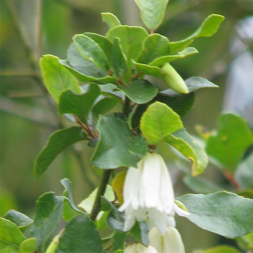 Crinodendron patagua (Foliage)