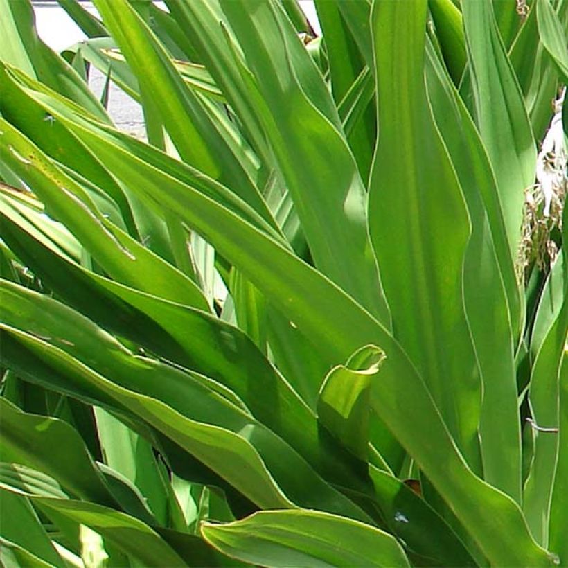 Crinum asiaticum  (Foliage)