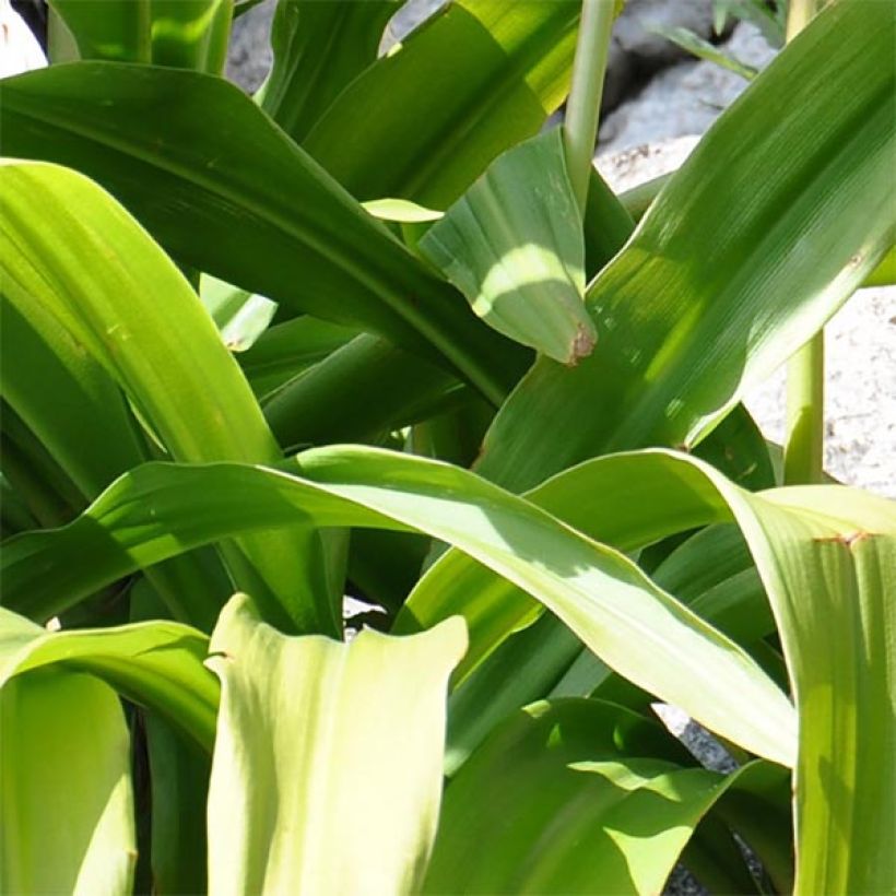 Crinum moorei - Natal lily (Foliage)