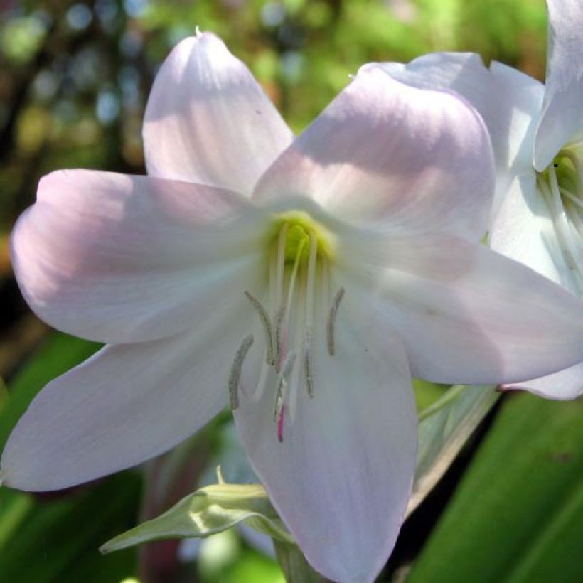 Crinum moorei - Natal lily (Flowering)