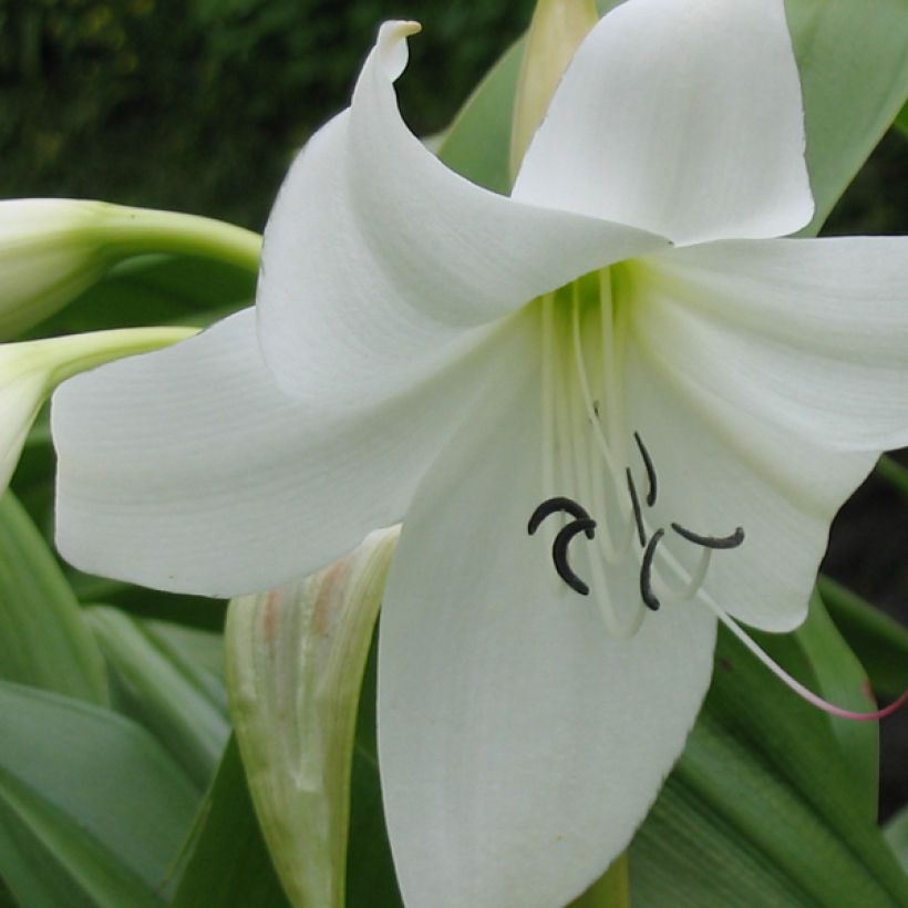 Crinum moorei f. Album (Flowering)