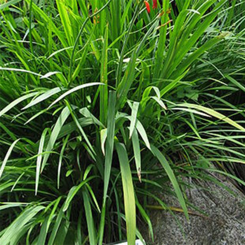 Crocosmia Emberglow - Montbretia (Foliage)