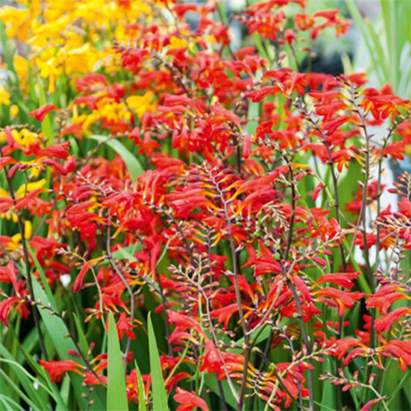 Crocosmia Emberglow - Montbretia (Flowering)