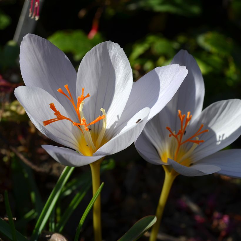 Crocus pulchellus Zephyr (Flowering)