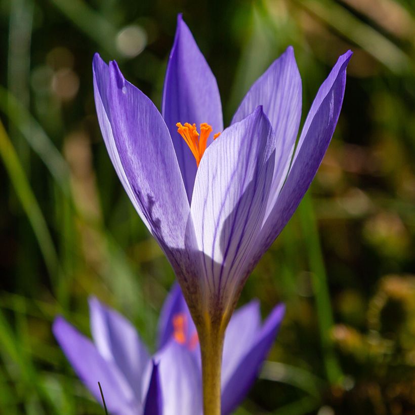 Crocus speciosus Artabir  (Flowering)