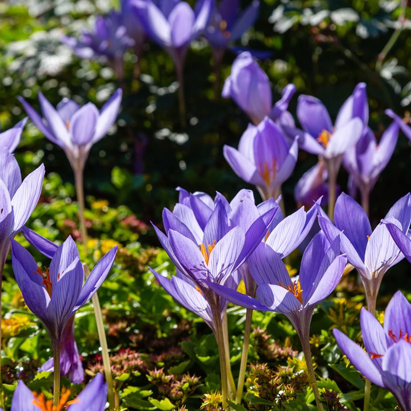 Crocus speciosus Artabir  (Plant habit)