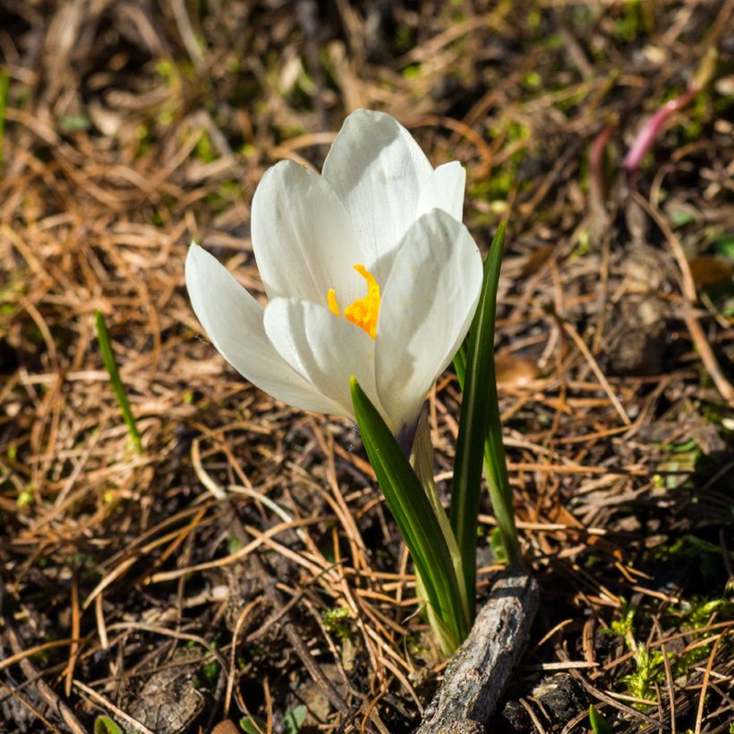 Crocus vernus subsp. albiflorus White - Spring crocus (Flowering)