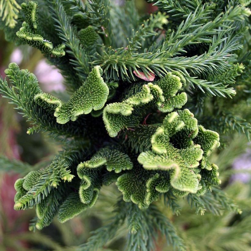 Cryptomeria japonica Cristata (Foliage)