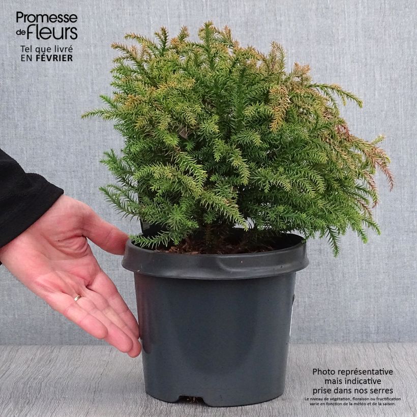 Cryptomeria japonica Vilmorin Gold Pot de 2L/3L sample as delivered in winter