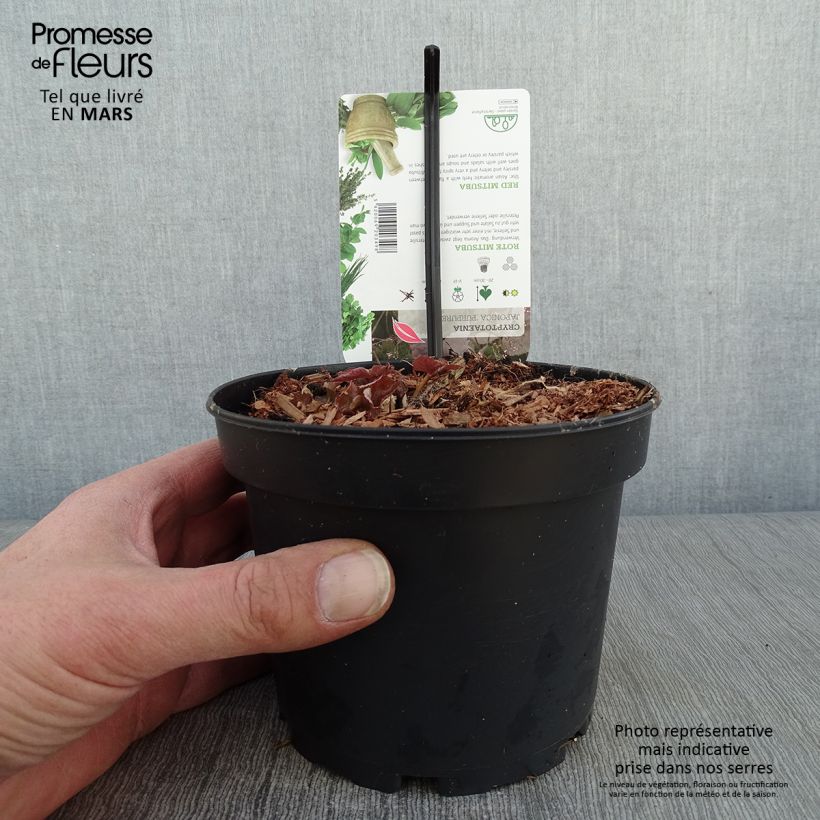 Cryptotaenia japonica purpurea - Persil japonais Pot de 1,5L/2L sample as delivered in winter