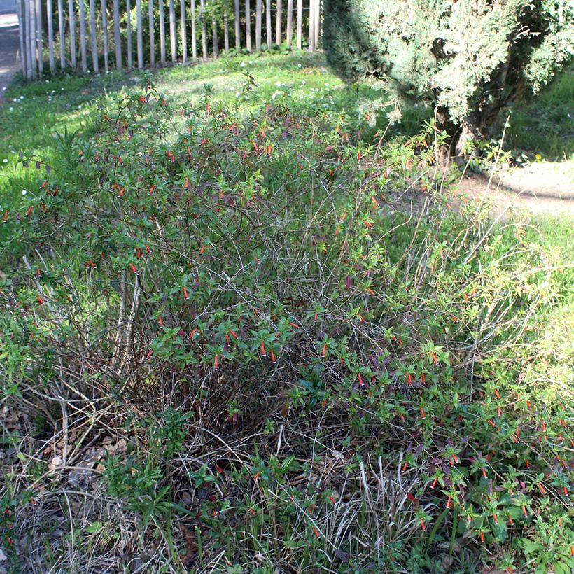 Cuphea ignea Scarlet (Plant habit)