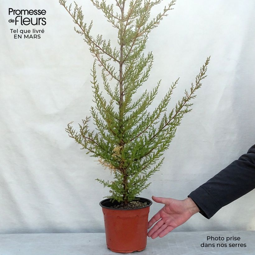 Cupressus macrocarpa - Cyprès de Lambert  Pot de 2L/3L sample as delivered in winter