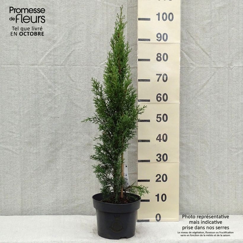 Cupressus sempervirens Totem - Cyprès de Florence en pot de 4/5L sample as delivered in autumn