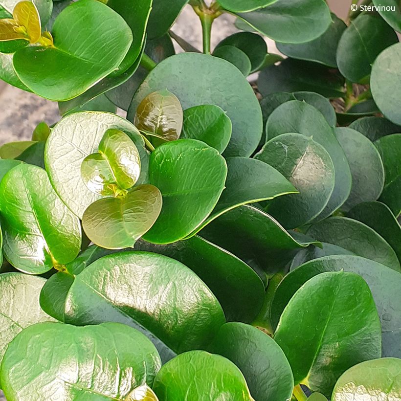 Cussonia spicata - Cabbage Tree (Foliage)