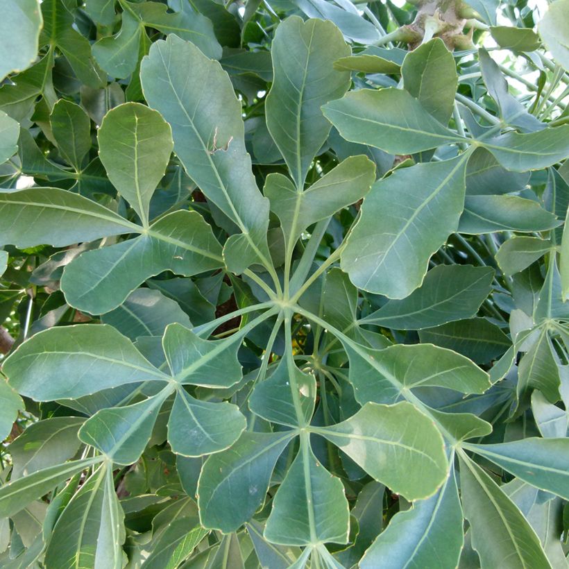 Cussonia spicata - Cabbage Tree (Foliage)