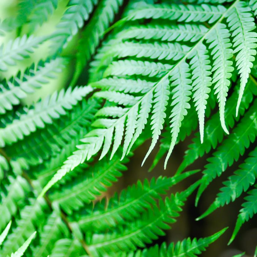 Cyathea brownii - Norfolk tree fern (Foliage)