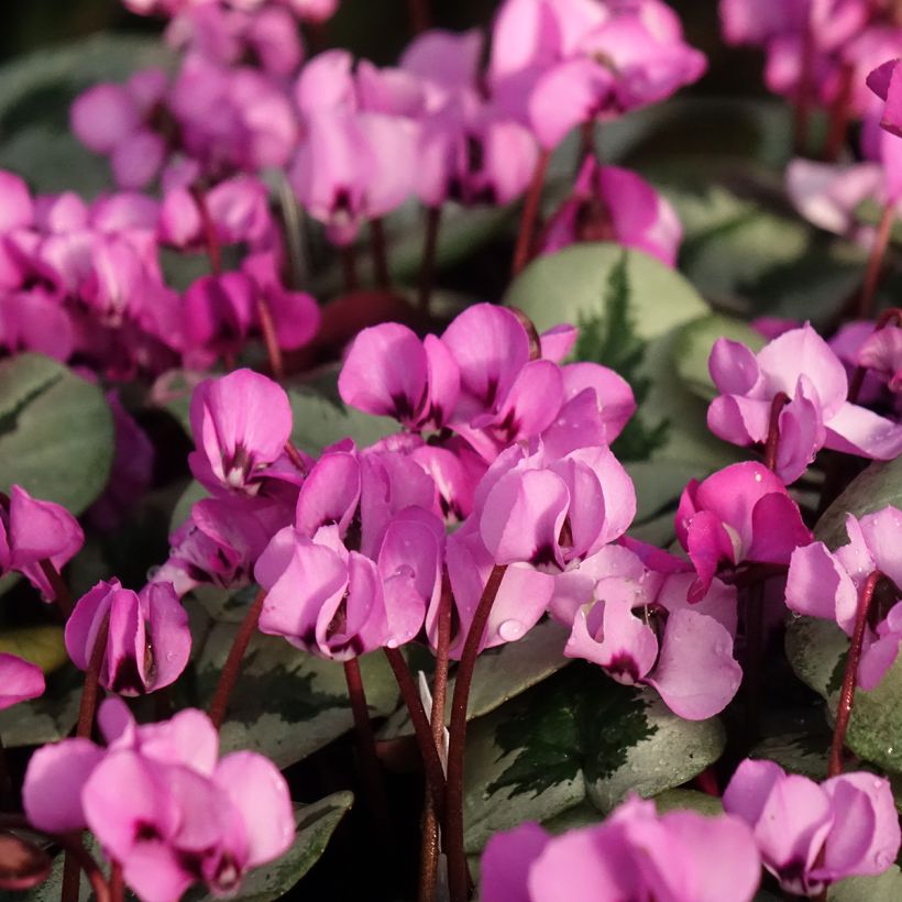 Cyclamen coum Christmas Tree Pink (Flowering)