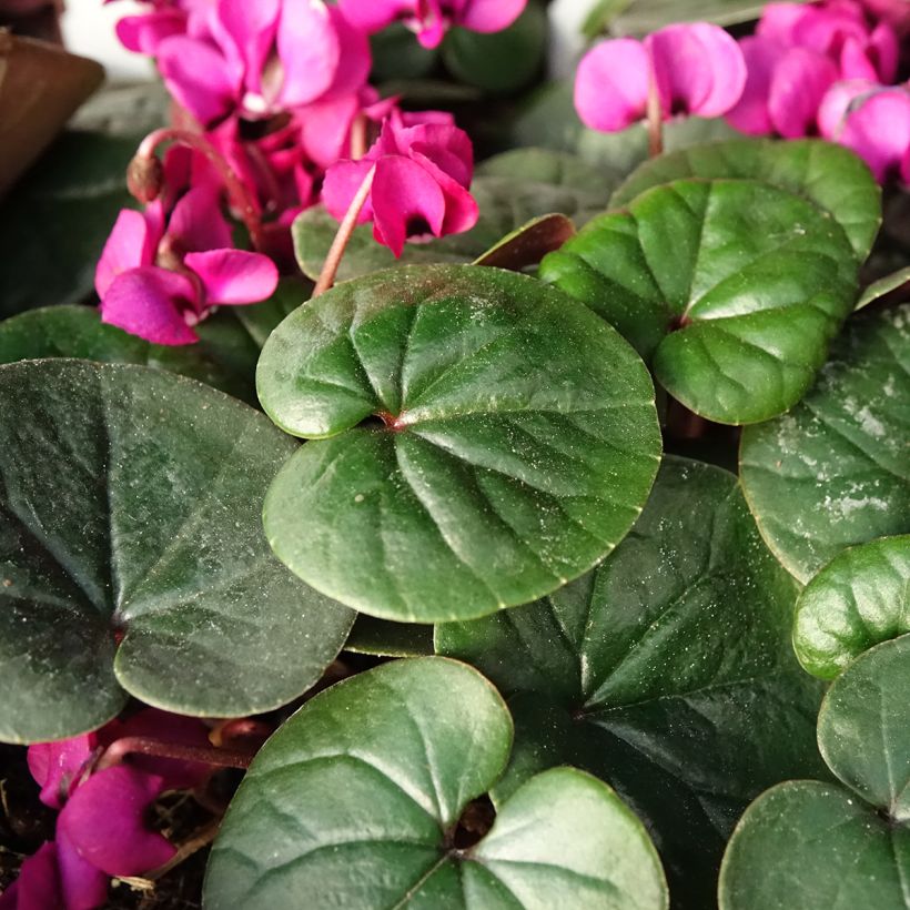 Cyclamen coum Meaden's Crimson - Green Foliage (Foliage)