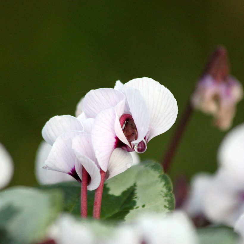 Cyclamen coum Porcelain (Flowering)