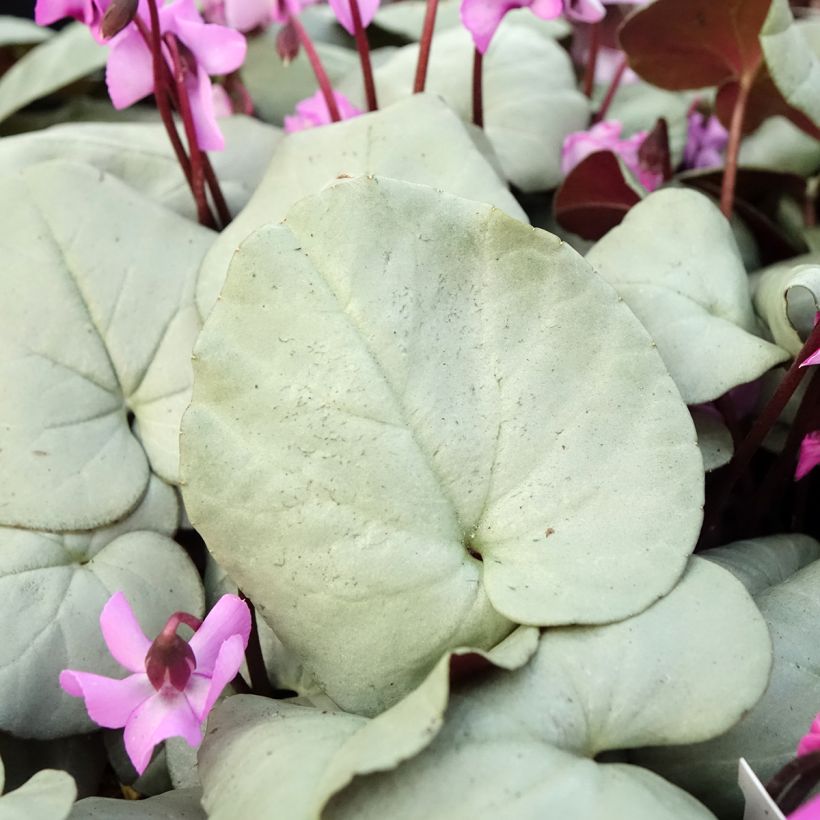 Cyclamen coum Pink with Grey Foliage (Foliage)