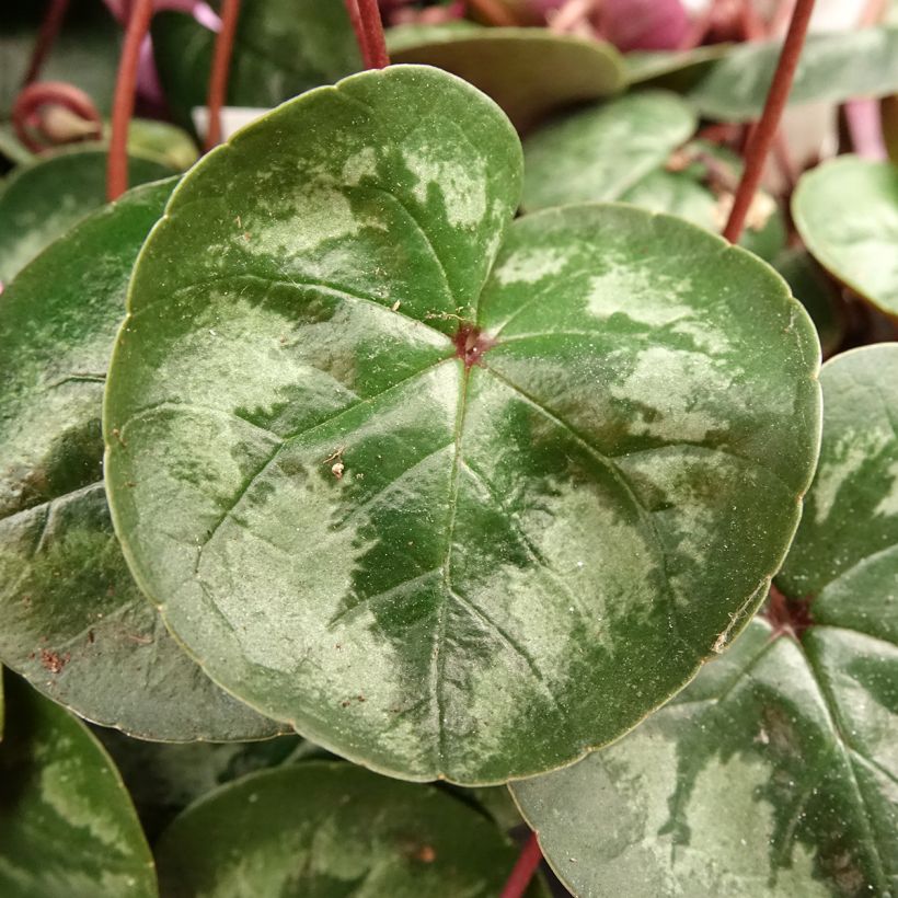 Pink-flowered Cyclamen coum with marbled foliage - Eastern sowbread (Foliage)