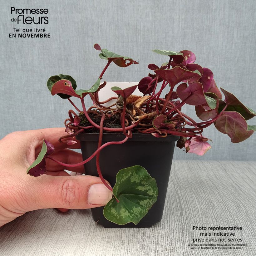 Cyclamen coum Rose en godet de 9cm sample as delivered in autumn