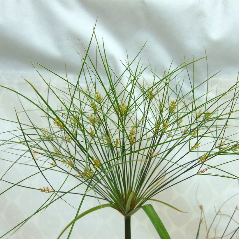 Cyperus papyrus Akhenaton (Flowering)