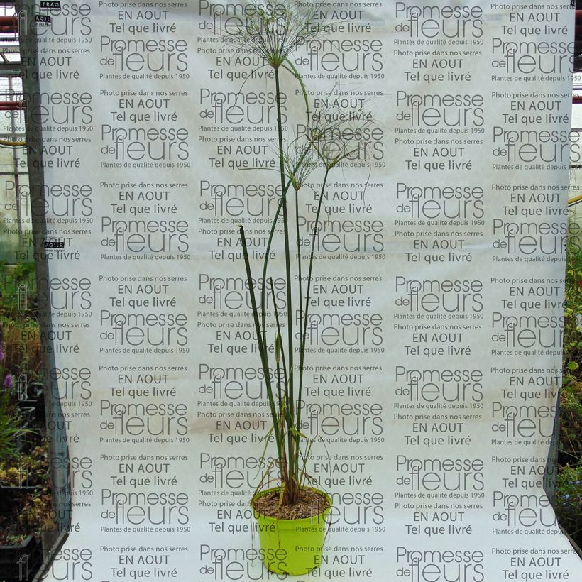 Example of Cyperus papyrus Akhenaton specimen as delivered