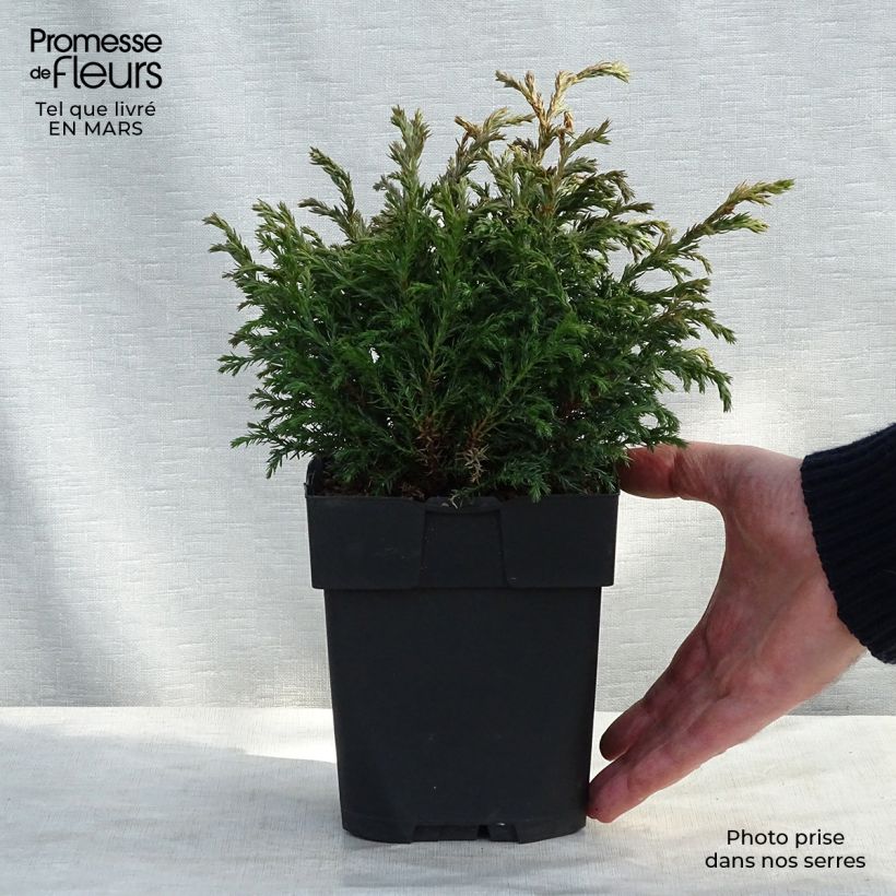 Cyprès Sawara - Chamaecyparis pisifera Baby Blue                Pot de 3L/4L sample as delivered in winter